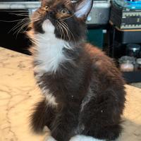 Maine coon