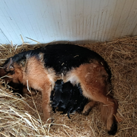 Cuccioli pastore tedesco