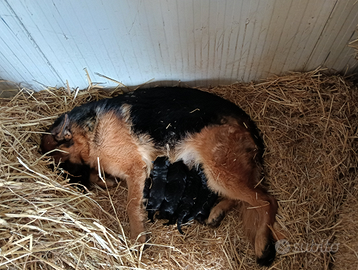 Cuccioli pastore tedesco