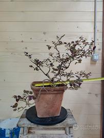 Bonsai Loropetalo