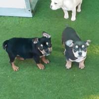 American bully black and tan