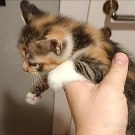 Gattini
