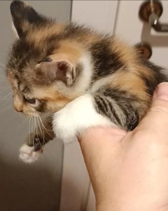 Gattini