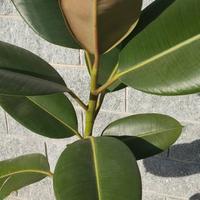 Pianta ficus altezza 1.40