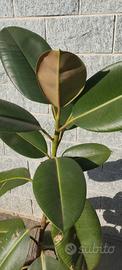 Pianta ficus altezza 1.40