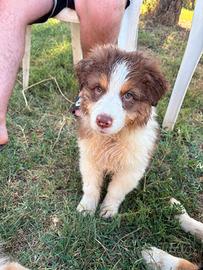 Cuccioli Australian Shepherd/Pastore Australiano