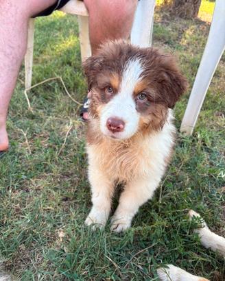 Cuccioli Australian Shepherd/Pastore Australiano