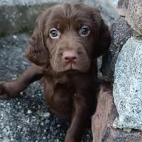 Setter inglese - labrador