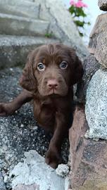 Setter inglese - labrador