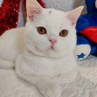 British Shorthair Malcom