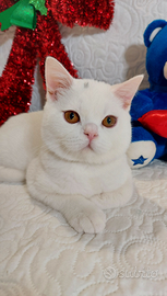 British Shorthair Malcom