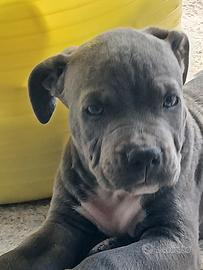 amstaff terrier blue 