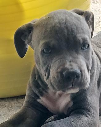 amstaff terrier blue 