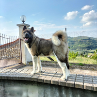 Stallone Akita americano per monta/accoppiamento