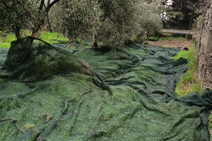 2 ettari di seminativo