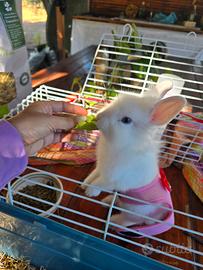 Animali