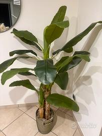 Pianta di banano