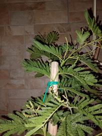 mimosa pianta alberello 