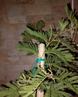 mimosa pianta alberello 