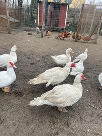 Vendita anatre maschio