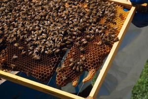 Terreno Parma,bosco,collina