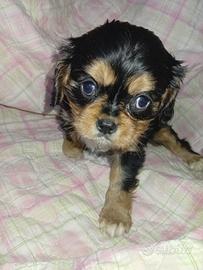 Cavalier King Charles Spaniel black and tan o ruby