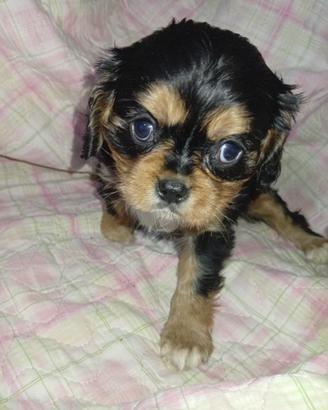 Cavalier King Charles Spaniel black and tan o ruby