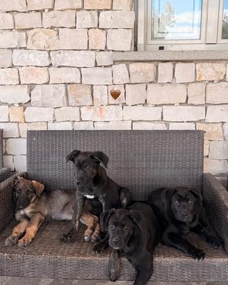 Regalasi cuccioli incrocio Pastore Tedesco e Corso
