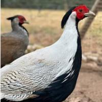 Fagiani argentati .fagiani mongolia