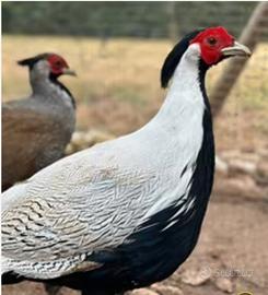 Fagiani argentati .fagiani mongolia