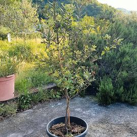 pianta quercia da sughero in vaso