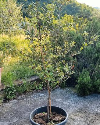 pianta quercia da sughero in vaso