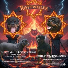 Cuccioli ROTTWEILER
