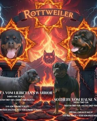 Cuccioli ROTTWEILER