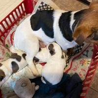 Cuccioli di jack russel