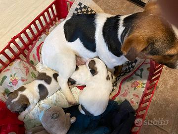 Cuccioli di jack russel