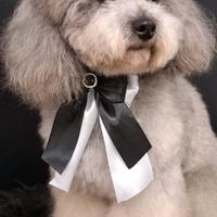 FEMMINUCCIA di barboncino silver