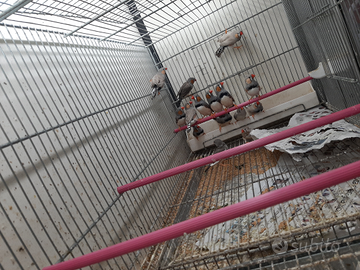 Diamantini mandarini