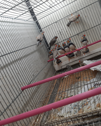 Diamantini mandarini