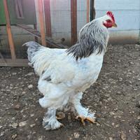 Gallo