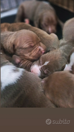 Cuccioli Pitbull