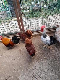 Animali