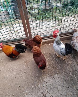 Animali
