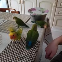 Pappagallini inseparabili in copia