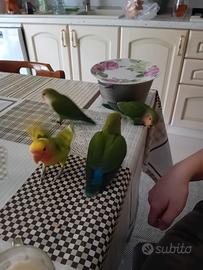 Pappagallini inseparabili in copia