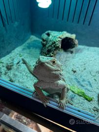 Pogona