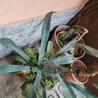 agave in vaso