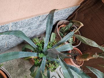 agave in vaso