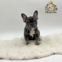 Dolcissimo bulldog francese total blu
