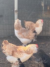 Galline Faverolles giovani